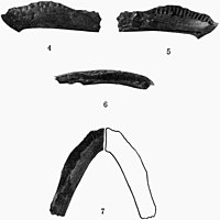 Oldman Formation troodontid dentary.jpg
