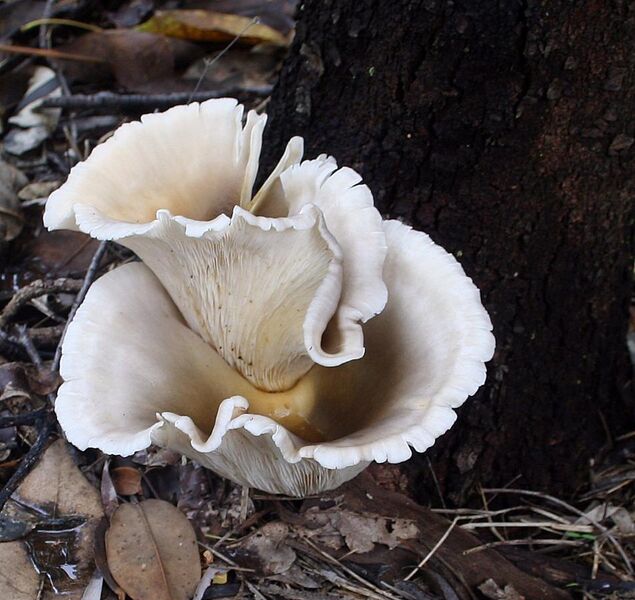 File:Omphalotus nidiformis Binnamittalong 2 email.jpg