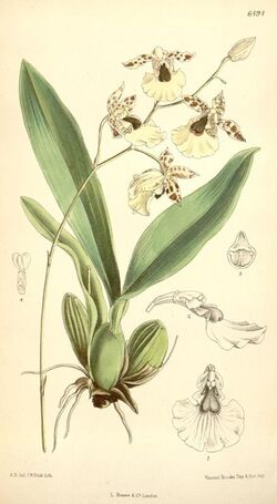 Oncidium dasystyle.jpg