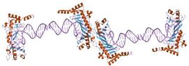 PDB 1ngm EBI.jpg