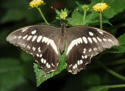 Papilio constantinus.jpg