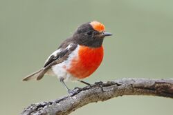 A small bird with black head and upperparts and a red cap and breast perched on a stick against a sky background
