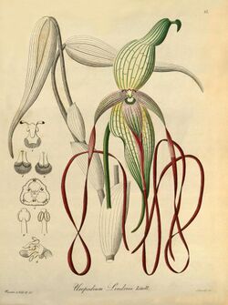 Phragmipedium lindenii (as Uropedium lindenii) - Xenia vol 1 pl 15 (1858).jpg