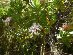 Pimelea longifolia 11.JPG