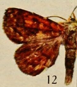 Pl.13-12-Heterospila rubida=Phlogochroa rubida (Holland, 1920).JPG