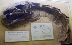 Plateosaurus quenstedti.jpg