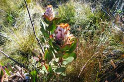 Protea speciosa (1).JPG