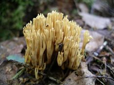 Ramaria abietina.jpg