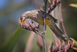 A bird feeding on flowers on a branch