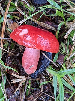 Redhead Russula imported from iNaturalist photo 251526830 on 25 January 2024.jpg