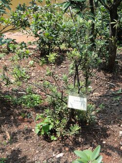 Rhododendron duclouxii - Kunming Botanical Garden - DSC02853.JPG