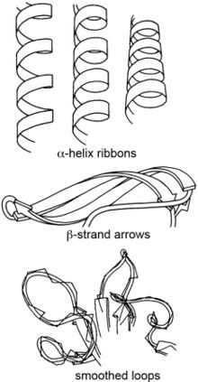 Spiral helix ribbons, beta-strand arrows, and smoothed loops, hand-drawn by Jane Richardson