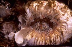 Ring tentacle anemone0005.jpg