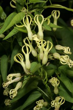 Riocreuxia polyantha 1DS-II 1-6679.jpg