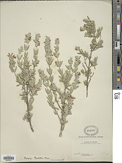 Salvia coulteri.jpg