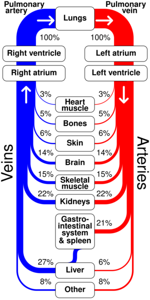 File:Sankey diagram human circulatory system.svg