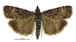 Scoparia lychnophanes male.jpg