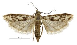 Scoparia s.l. albafascicula male.jpg