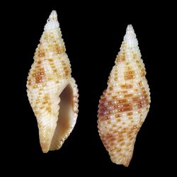 Seashell Mitra margaritata.jpg