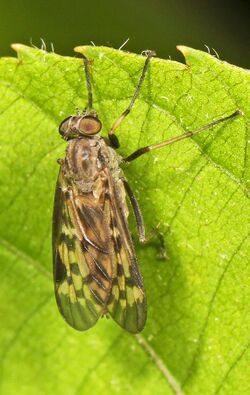 Snipe Fly - Rhagio punctipennis or plumbeus, Meadowood Farm SRMA, Mason Neck, Virginia.jpg