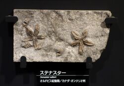 Stenaster salteri - National Museum of Nature and Science, Tokyo - DSC07718.JPG