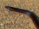 Sunbeam Snake (Xenopeltis unicolor) (7121228691).jpg
