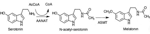Synthesis of Melatonin from Serotonin through two enzymatic steps.png