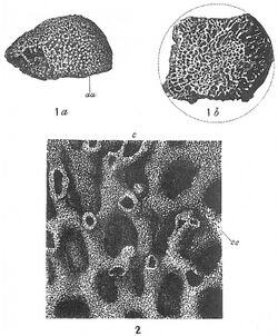 Fig. 1. "Syringammina fragilissima." Natural size, a, side view of a fragment representing about half an entire specimen; aa, original surface of specimen; b, ventral view of same specimen, showing uneven fractured surface near the middle of the test; dotted line shows approximately the original outline of the test. (After Brady) 2. "Syringammina fragilissima." ×8. Portion of a radial section, showing at c one of the smaller secondary canals, and at cc one of the concentric reticulated partitions. (After Brady.)