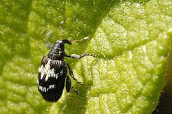 A beetle of the species Tachyerges salicis climbs on a leaf