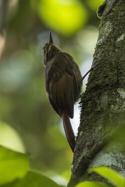 Tawny-winged Woodcreeper - Los Cusingos - Costa Rica MG 7534 (26669716916).jpg