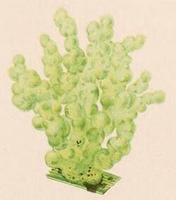 Illustration of "Tetraspora gelatinosa"