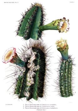 The Cactaceae Vol II, plate VI filtered.jpg