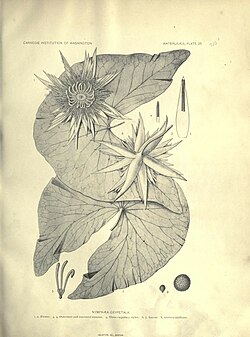 The waterlilies (Plate 25) (7060883535).jpg