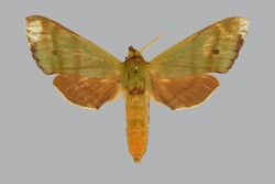 Tinostoma smaragditis BMNHE274426 male up.jpg