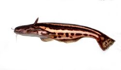 Trachelyopterichthys taeniatus.jpg