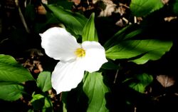 Trillium with the leaves.jpg