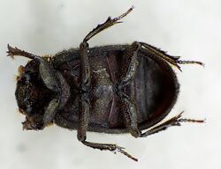 Trox scaber underside.jpg