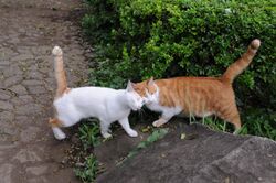 Two orange tabby cats greeting by rubbing-Hisashi-01.jpg