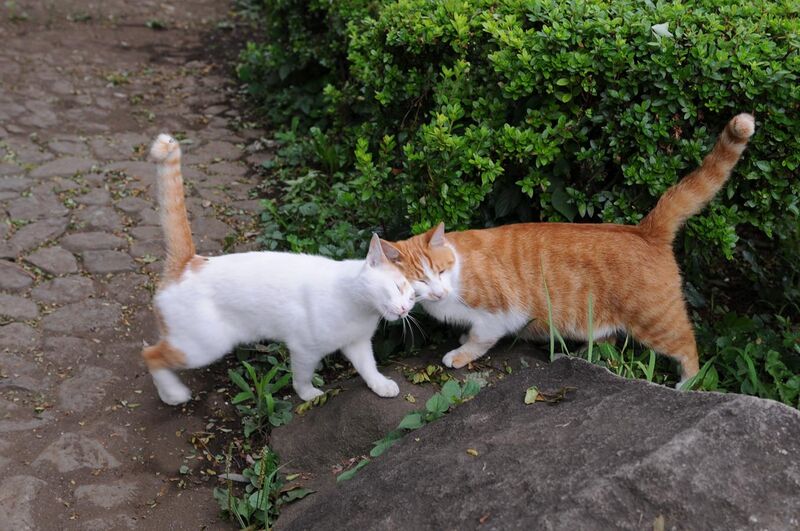File:Two orange tabby cats greeting by rubbing-Hisashi-01.jpg