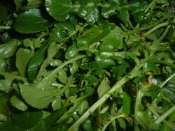 Watercress (2).JPG