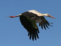 White Stork (Ciconia ciconia) (5).jpg