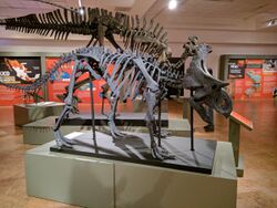 Yehuecauhceratops skeleton.jpg