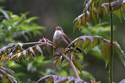 Yellow-streaked Warbler.jpg