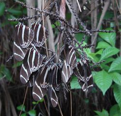 Zebra Butterflies 14.jpg