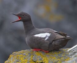 2010-pigeon-guillemot.jpg