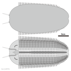 20240121 Tegopelte gigas diagrammatic reconstruction.png