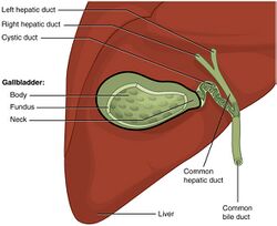 2425 Gallbladder.jpg