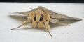 33-Noctuidae-Catocalinae-Tolna sypnoides (Butler)021.jpg