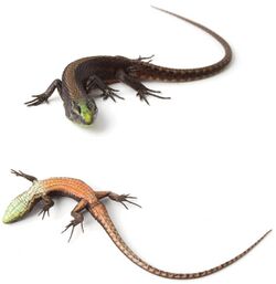 A-new-species-of-Alopoglossus-lizard-(Squamata-Gymnophthalmidae)-from-the-tropical-Andes-with-a-zookeys-410-105-g001.jpg