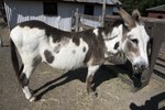 A spotted donkey and a friendly goat at the Heritage Farmstead Museum, a living-history site interpreting the Texas Blackland Prairie region in North Texas in Plano, a northern suburb of Dallas, Texas LCCN2015630819.tif